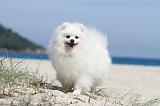 SPITZ ALLEMAND 175